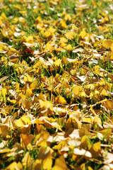 autumn leaves on grass