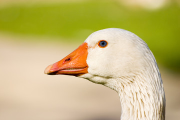 portrait of a swan#2