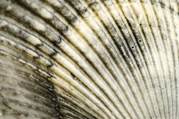 sea shell