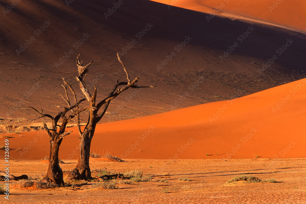 Canvas Prints tree and dune