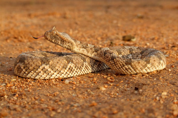 horned adder