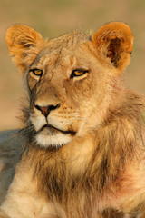 young lion