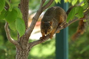 Naklejka na ściany i meble curious squirrel