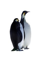 Fototapeta na wymiar pingwiny
