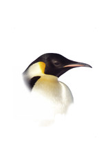 Fototapeta na wymiar penguin
