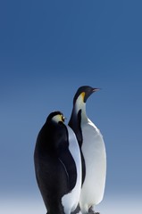 Obraz na płótnie Canvas pingwiny