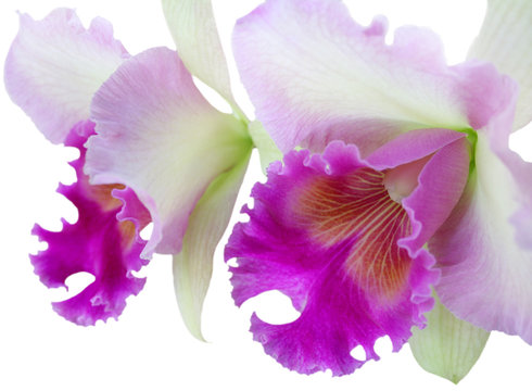 Cattleya