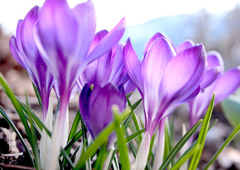 frühling am waldrand quer