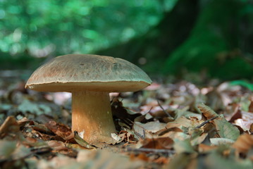 steinpilz