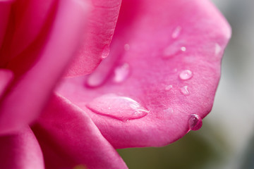 rose petal
