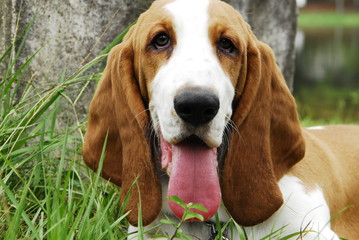 basset hound