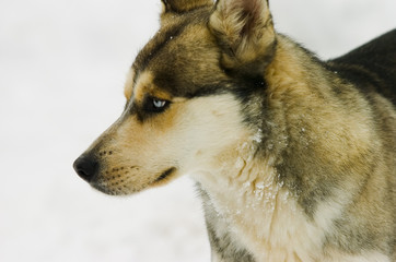 krske hise in ostalo