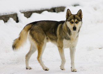 krske hise in ostalo