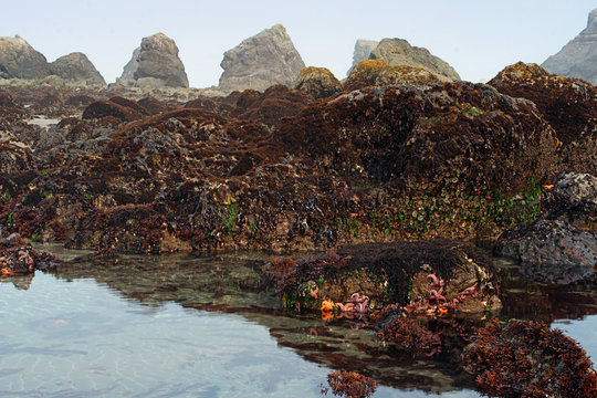 low tide 2