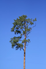 pine on blue sky