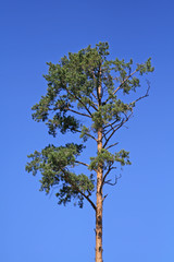 big pine on blue clear sky