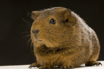 cochon d'inde agouti