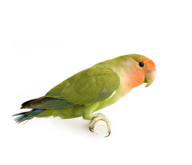 inséparable roseicoli