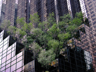 trees in the city