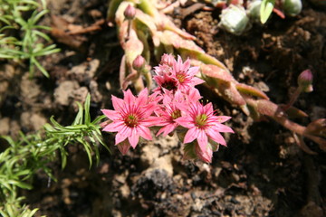 3 tiny flowers