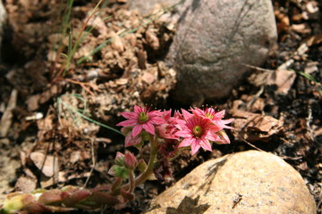 pink tiny flower