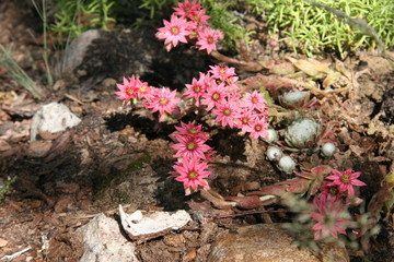 pink flowers