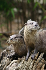 Fototapeta premium pair of otters