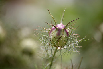jungfer im grünen