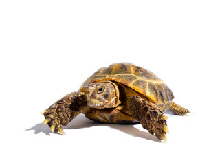 turtle - 1242939