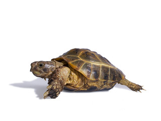 Naklejka premium turtle