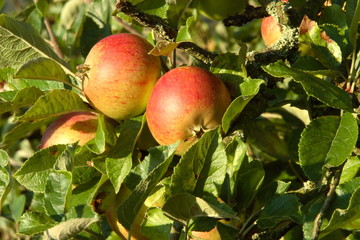 ripe apple ready to be picked