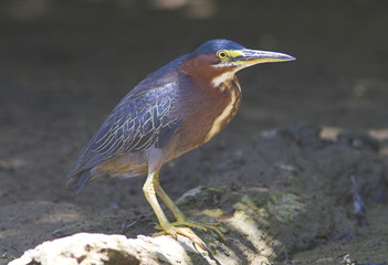 green heron