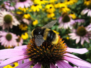 bourdon sur fleur rose