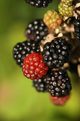 autumn blackberries