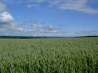 feld