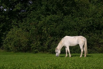 Obraz na płótnie Canvas small white pony