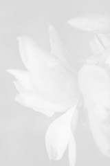 Obraz premium paper background