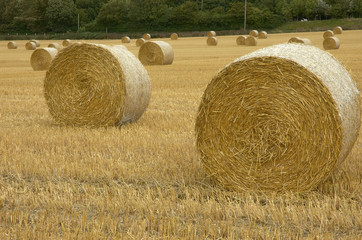 rolls of hay