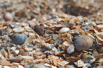 sea shells background