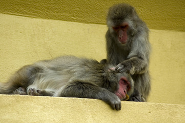 monkey picking flees