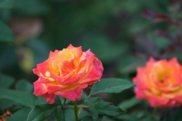 rose close-up