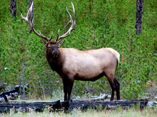 bull elk