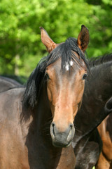 Obraz premium hengst