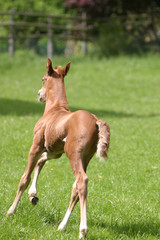 fohlen