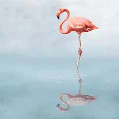 Gordijnen flamingo in vijver © James Steidl