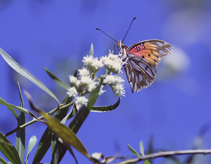 Fototapeta premium gulf fritillary butterfly
