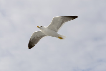 seagull