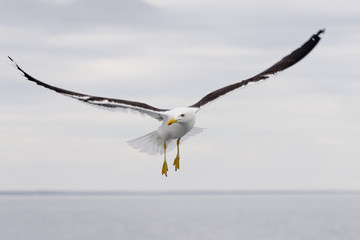 seagull