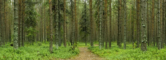 Foto auf Alu-Dibond nothern forest © Eugeny Shevchenko