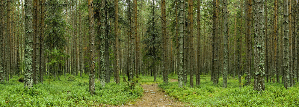Fototapeta nothern forest